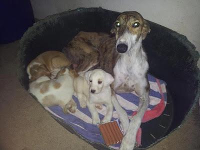 Preciosa mamá galga y cachorros en adopción. Miajadas (Caceres)