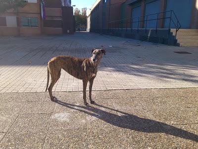 Muy Urgente, el viernes vuelve la perrera a por ellos. (Huelva)