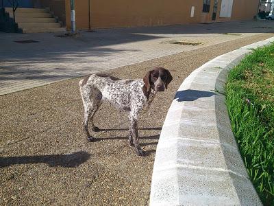 Muy Urgente, el viernes vuelve la perrera a por ellos. (Huelva)