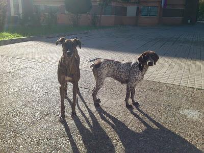 Muy Urgente, el viernes vuelve la perrera a por ellos. (Huelva)