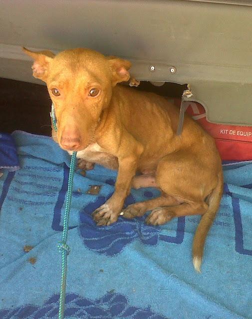 AYUDA!! Podenquito muerto de miedo DESESPERACIÓN. (CADIZ)