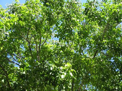 UN POEMA NUEVO Y NOTICIAS NOVÍSIMAS