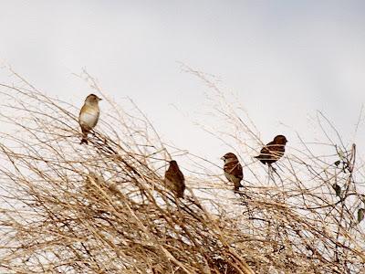 Aves irruptivas, el pinzón real