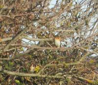 Aves irruptivas, el pinzón real