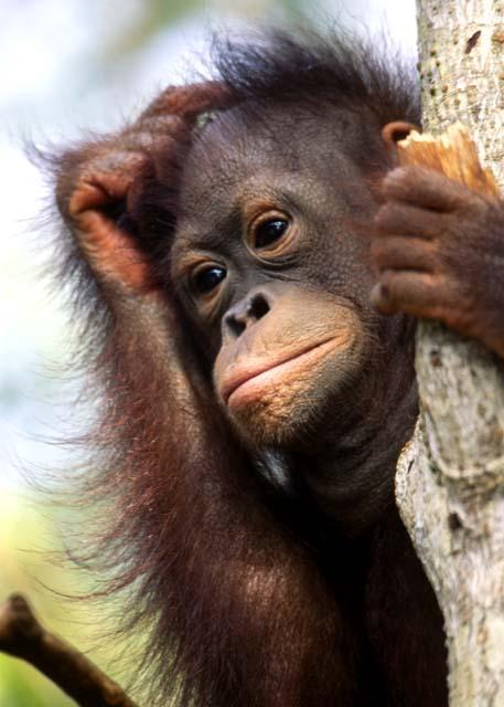 monkey Que te retiene y te impide avanzar?