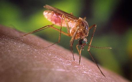 Formas de prevenir a la malaria en nuestro organismo