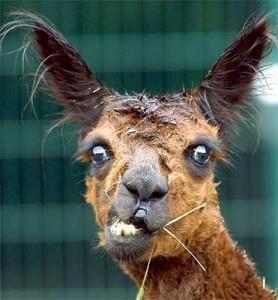 15 errores basicos en wordpress que nos hacen parecer tontos