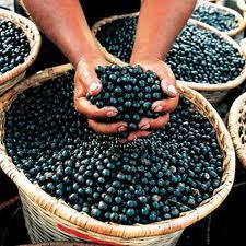 a2100 Bayas de acai, una buena fuente de nutrientes y antioxidantes  