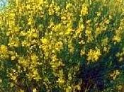 Genista