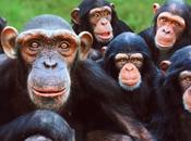 Curiosidades sobre chimpancés