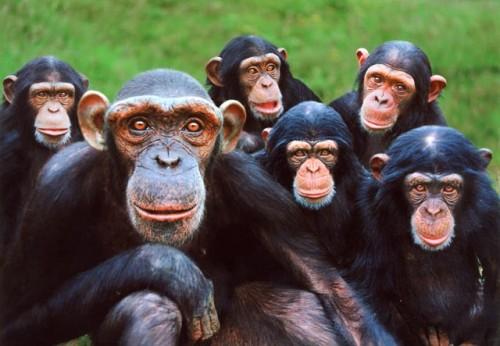 Curiosidades sobre los chimpancés