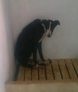 Maguila, galgo en la perrera en pésimas condiciones. (Toledo)
