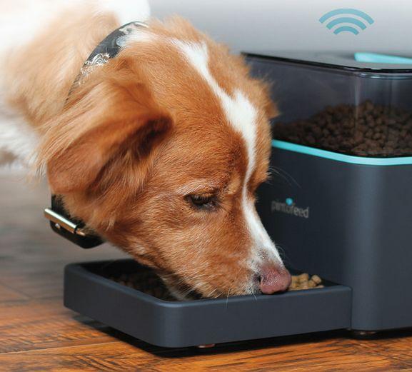 Pintofeed, alimentador automático para perros o gatos que se controla desde un smartphone