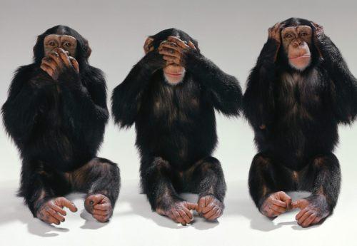 ¿Pueden los monos aprender a leer?