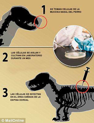 Perro paralítico vuelve a caminar