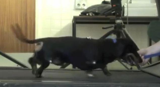 Perro que tenía sus patas traseras paralizadas vuelve a caminar gracias a un nuevo tratamiento.