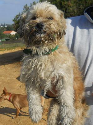 LO LLEVAN A LA PERRERA. PELUSON PRECIOSO ABANDONADO. (PUEBLO DE SEVILLA)