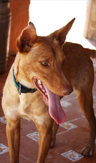 LUCKY, DE NUEVO SE QUEDA EN LA CALLE. URGENTE ACOGIDA O ADOPCIÓN.