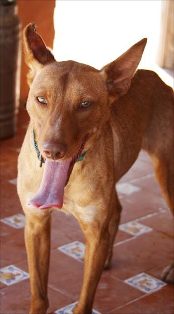 LUCKY, DE NUEVO SE QUEDA EN LA CALLE. URGENTE ACOGIDA O ADOPCIÓN.