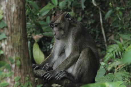 MI VIAJE A FILIPINAS-OBSERVANDO AVES