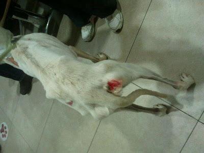 Otro  pobre galgo inmundo desechado de la caza. (Zaragoza)