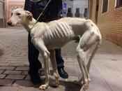 Otro pobre galgo inmundo desechado caza. (Zaragoza)