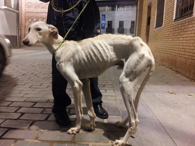 Otro  pobre galgo inmundo desechado de la caza. (Zaragoza)