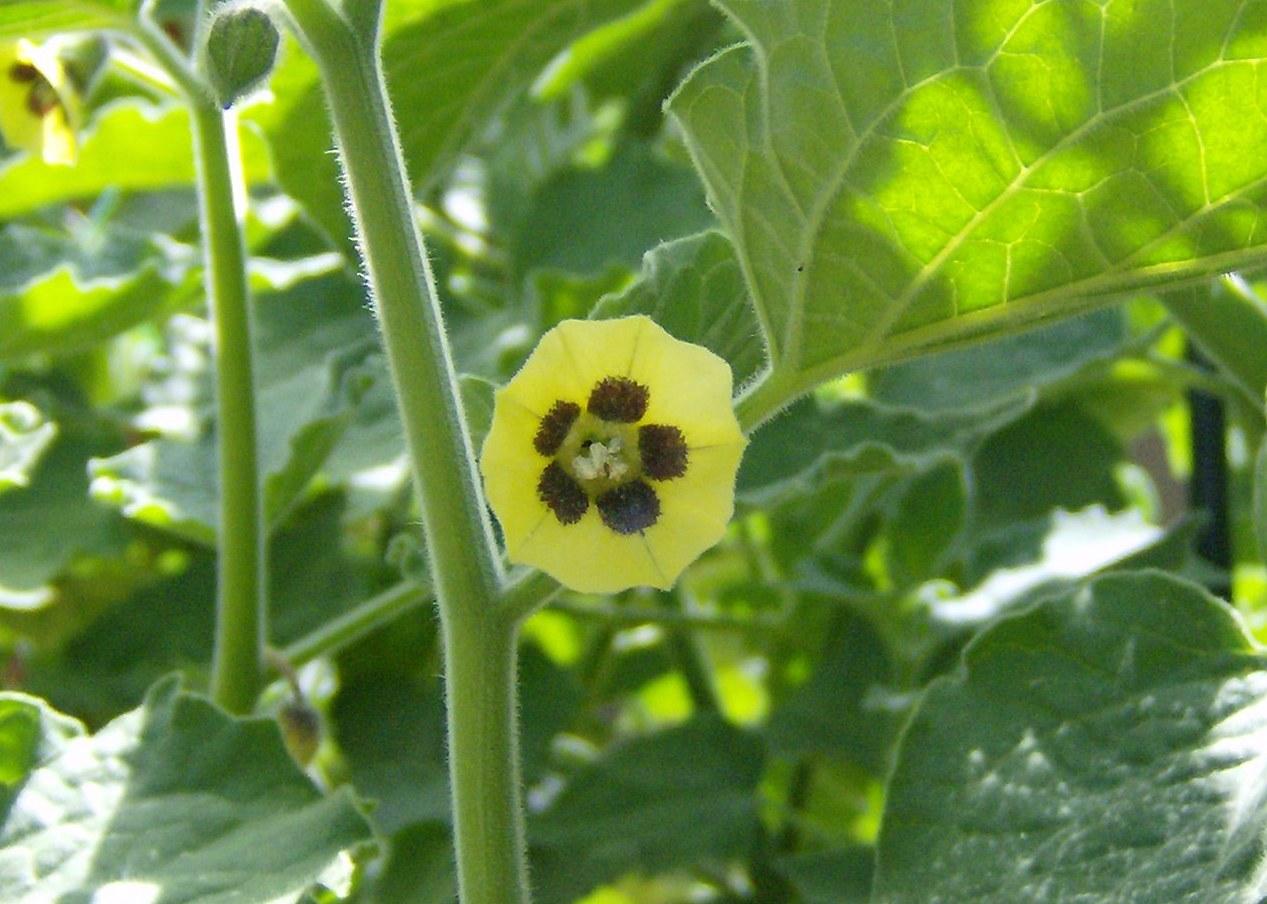 LA FLORES DE MI HUERTO (Cap. 3º)