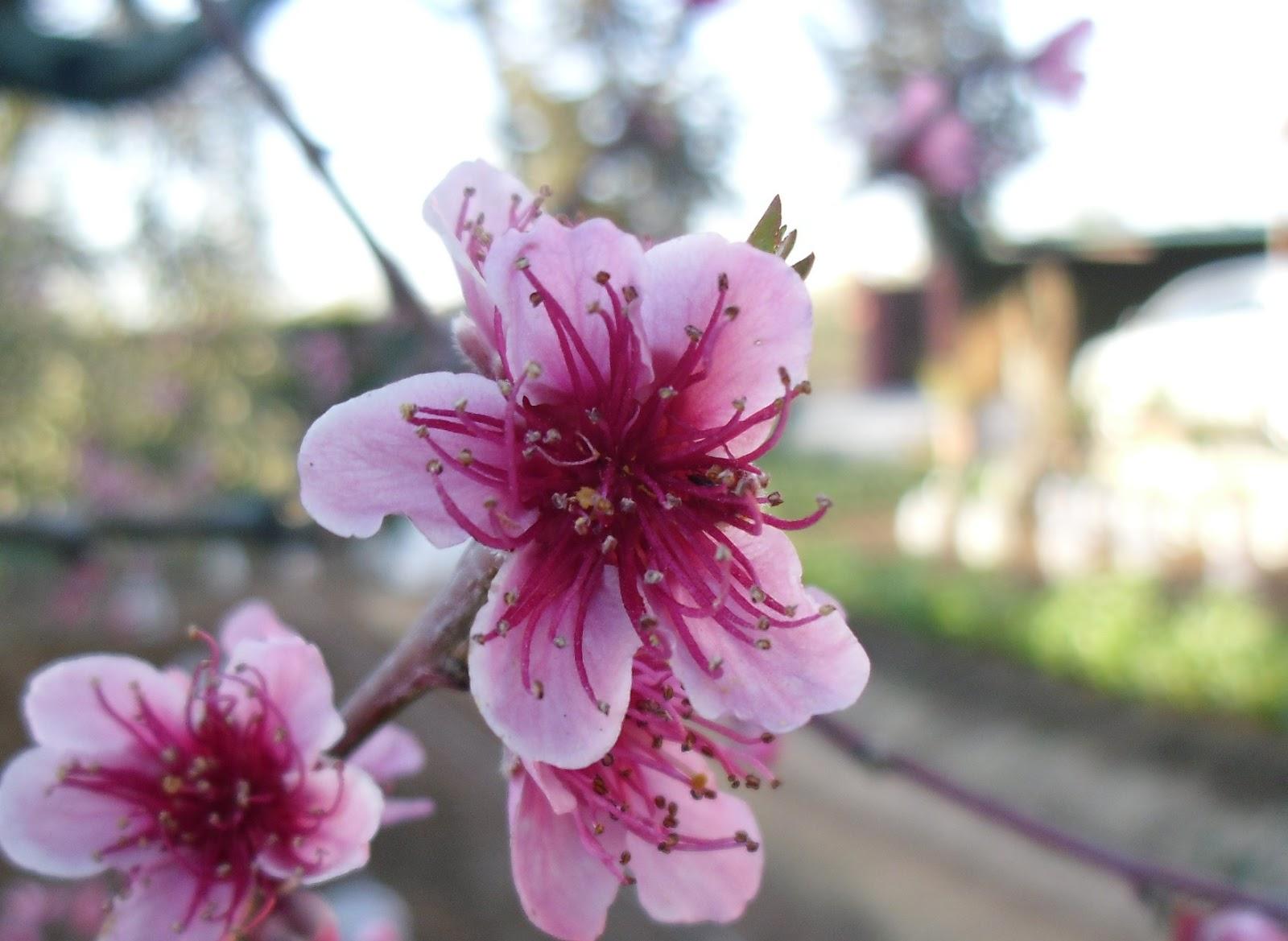 LA FLORES DE MI HUERTO (Cap. 3º)