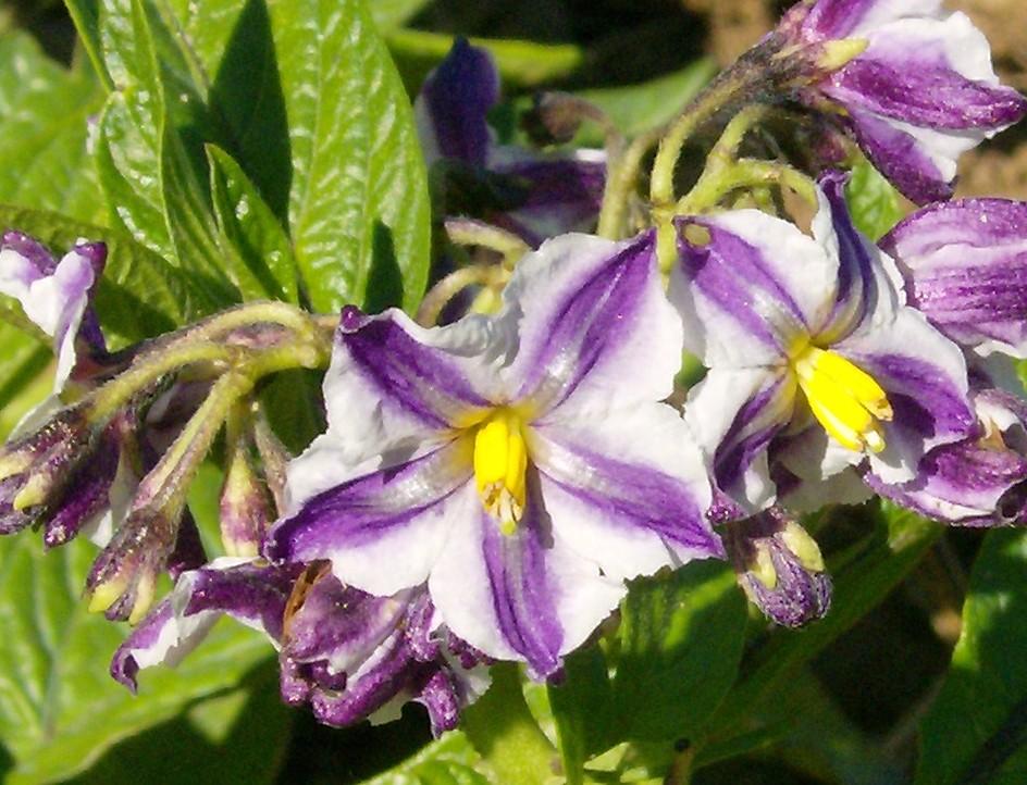 LA FLORES DE MI HUERTO (Cap. 3º)