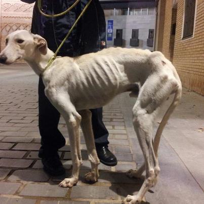 Foto: Kubi, precioso galgo macho encontrado ayer( lunes, 19 nov.) vagando por las calles. Es una victima mas de la caza y del maltrato animal. Es super bueno, tranquilo, mimoso y agradecido. Se lleva bien con otros perros y le encanta que le acaricien. Lleva varias heridas que con cuidados cicatrizaran enseguida. Kubi busca un hogar si estas interesado en el envia mail a greta.boira@gmail.com
