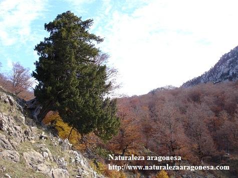Árboles Singulares de Huesca – Tejo de Linza
