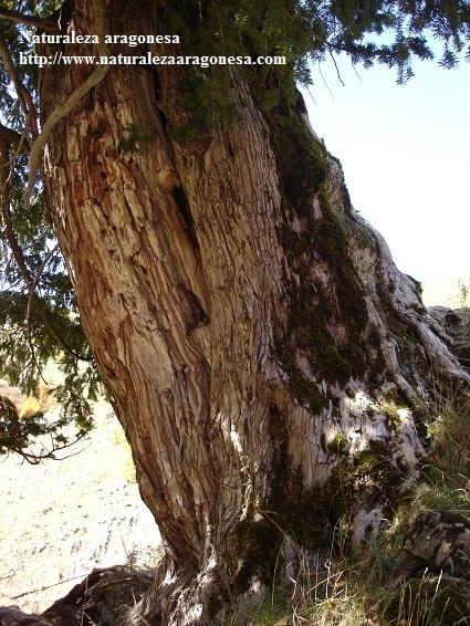 Árboles Singulares de Huesca – Tejo de Linza