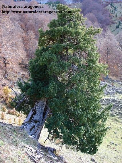Árboles Singulares de Huesca – Tejo de Linza