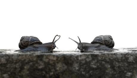 La maldita sinceridad snail love | when you can't say it, show it