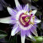 foto planta Pasiflora