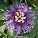 foto planta Pasiflora