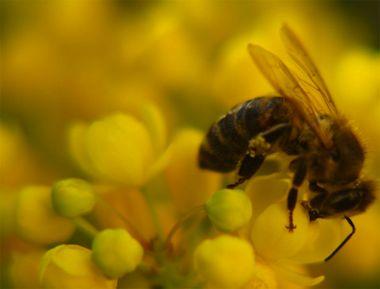 La Protección Natural del Própolis