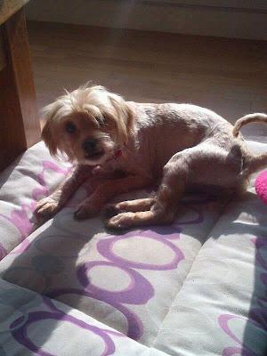 Perrita salvada de la muerte en una perrera busca hogar. (Murcia)