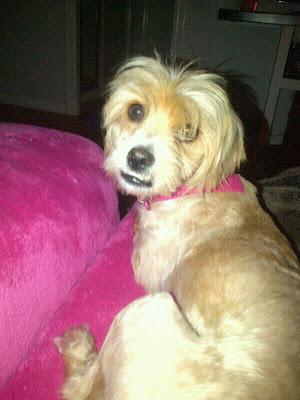 Perrita salvada de la muerte en una perrera busca hogar. (Murcia)