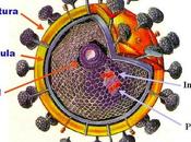 sida, enfermedad provocada virus indestructible