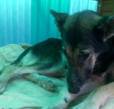 NAYA, Pastora rescatada de un cueva del río en los huesos necesita adopción y AYUDA. (Murcia)