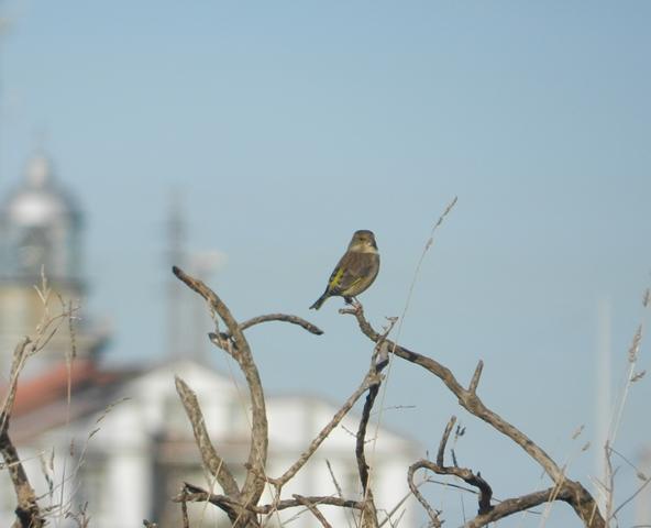 Fringílidos y aves de presa