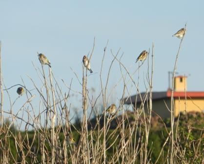 Fringílidos y aves de presa