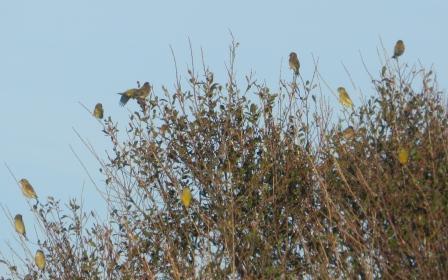 Fringílidos y aves de presa