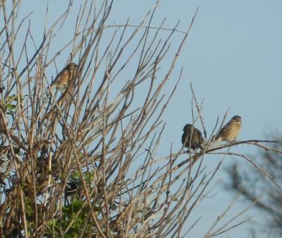 Fringílidos y aves de presa