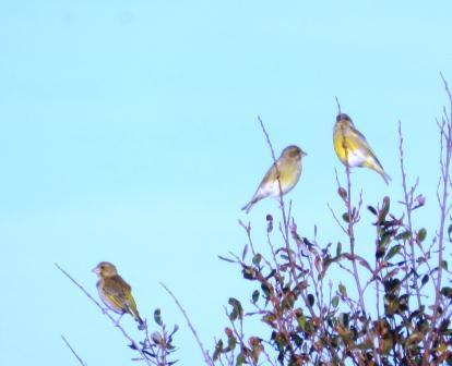 Fringílidos y aves de presa