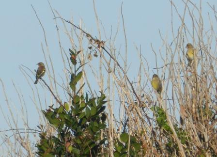 Fringílidos y aves de presa