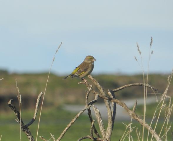 Fringílidos y aves de presa