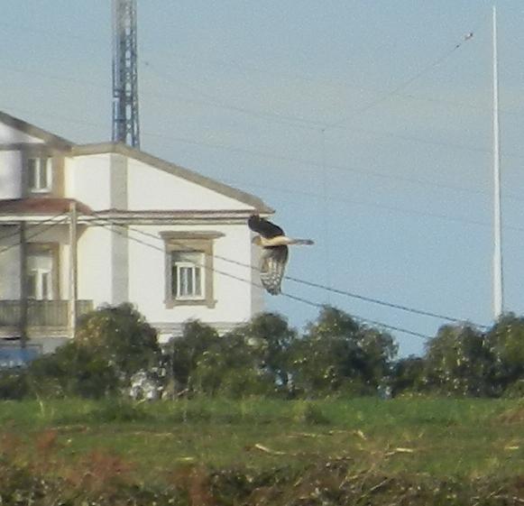 Fringílidos y aves de presa
